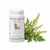 Artemisia